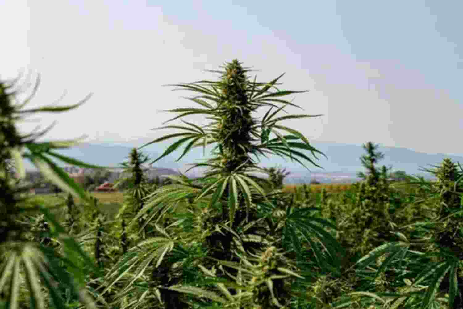 Top Sativa Strains For Energy & Focus